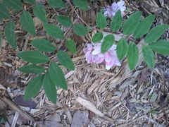 Indigofera decora
