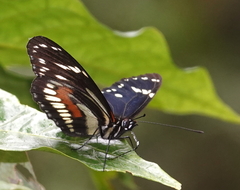 Heliconius hecuba