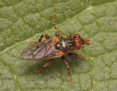 Myopa testacea