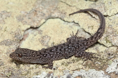 Brazilian Naked-Toed Gecko photo 5