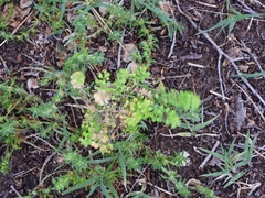Lepidium bonariense