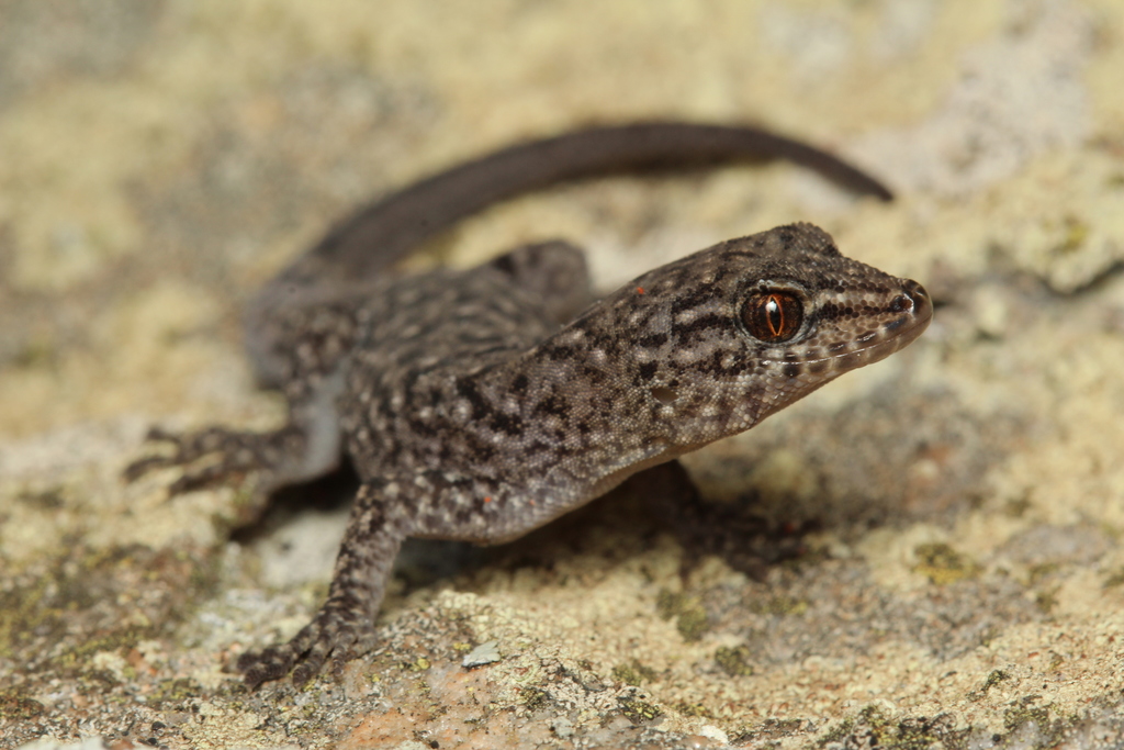 Brazilian Naked-toed Gecko