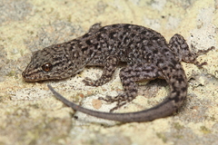 Brazilian Naked-Toed Gecko photo 3