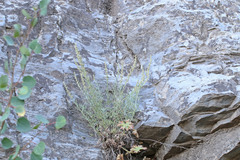 Artemisia carruthii