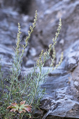 Artemisia carruthii