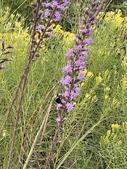 Bombus impatiens image
