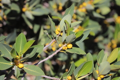Ficus virens virens