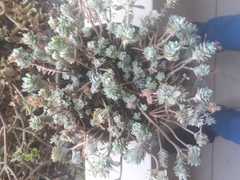 Crassulaceae
