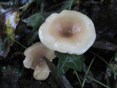 Paralepista flaccida