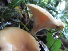 Paralepista flaccida