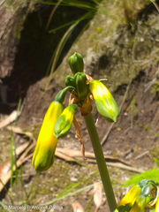 Phaedranassa viridiflora