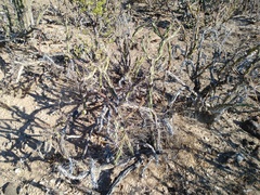 Cylindropuntia molesta