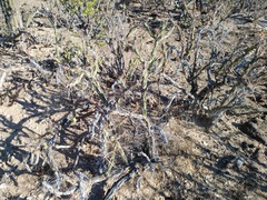 Cylindropuntia molesta