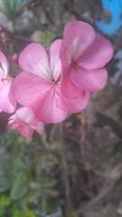 Pelargonium × hybridum