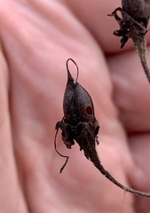Pyrrhia aurantiago