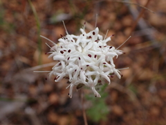Pimelea imbricata