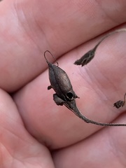 Pyrrhia aurantiago