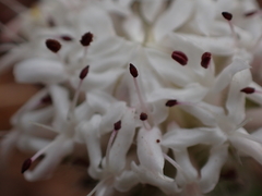 Pimelea imbricata