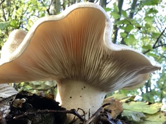 Clitocybe nebularis