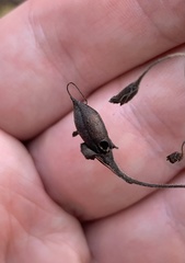 Pyrrhia aurantiago