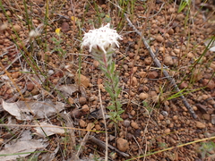 Pimelea imbricata