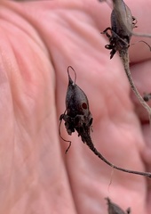 Pyrrhia aurantiago
