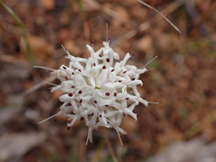 Pimelea imbricata