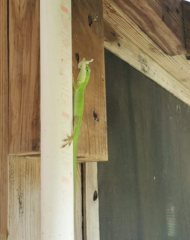 Anolis carolinensis