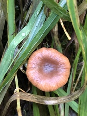 Lactarius occidentalis