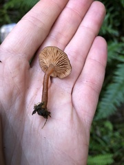 Lactarius occidentalis