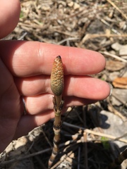Equisetum fluviatile
