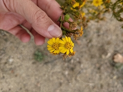 Deinandra floribunda