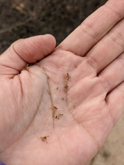 Deinandra floribunda