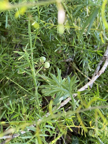 Asparagus aethiopicus image