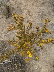 Deinandra floribunda
