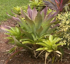 Alcantarea imperialis