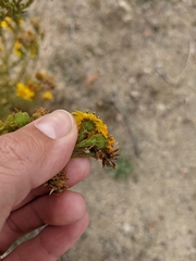 Deinandra floribunda