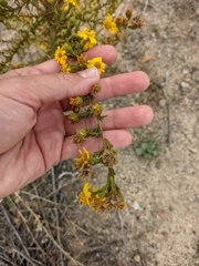 Deinandra floribunda