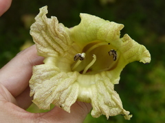 Crescentieae