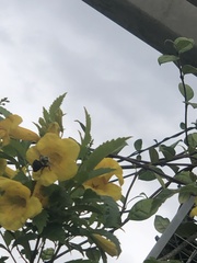 Bombus impatiens image