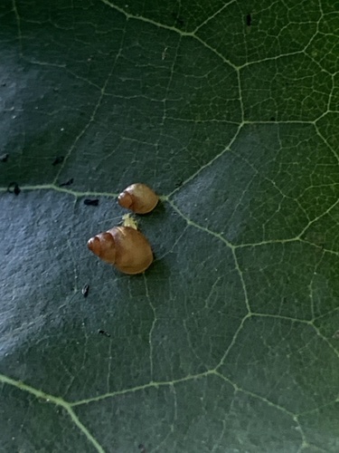 Elasmias apertum observed 2021-11-01