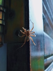 Pavocosa