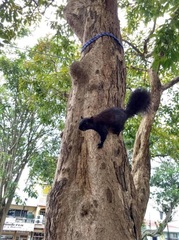 Sciurus variegatoides