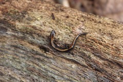 Plethodon shenandoah