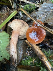Lactarius substriatus