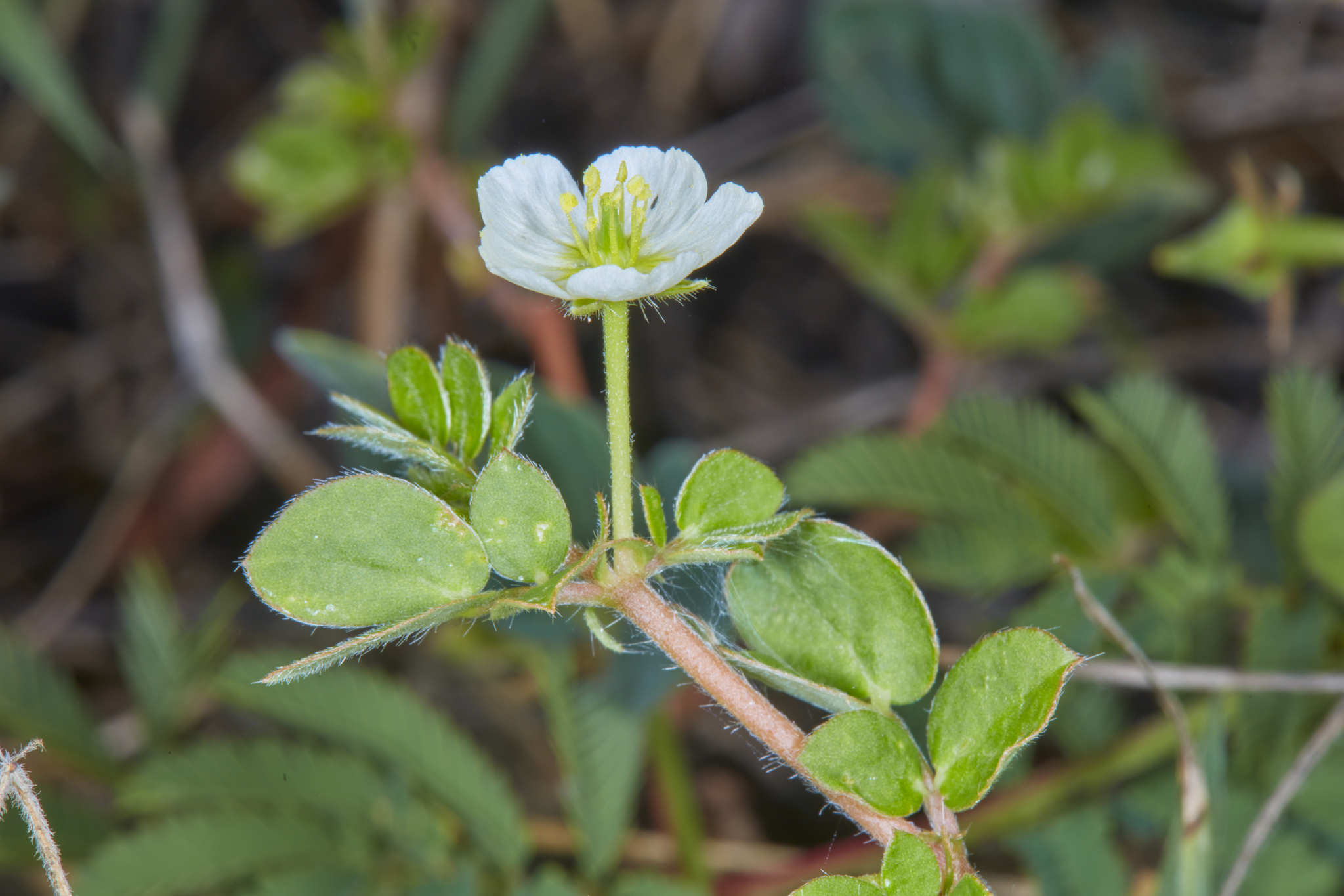 Kallstroemia pubescens