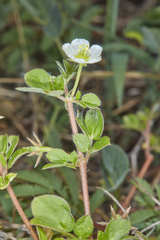 Kallstroemia pubescens