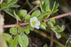 Kallstroemia pubescens