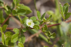 Kallstroemia pubescens
