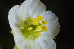 Kallstroemia pubescens